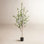 Citrus Tree with Base Included