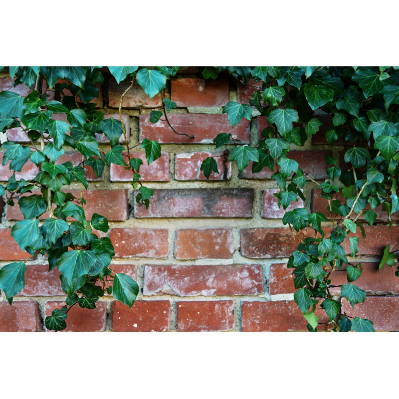 Evergreen Ivy (Hedera Helix) - Photographie sur toile tendue, H 8 po x l 12 po