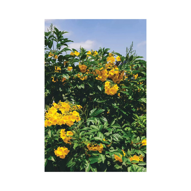 Austin Blooms by Bethany Young - Print on Canvas, Wrapped Canvas, 66.04cm H x 45.72cm W x 1.91cm D