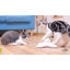Papillon flottant interactif Agility pour l'enrichissement de l'exercice