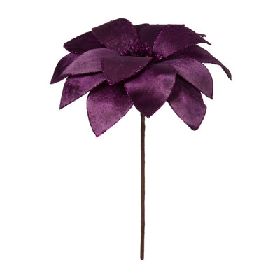 Tige de poinsettia Kimura H 22 po