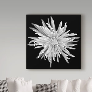 'Chrysanthemum 1 Black and White' Graphic Art Print on Wrapped Canvas