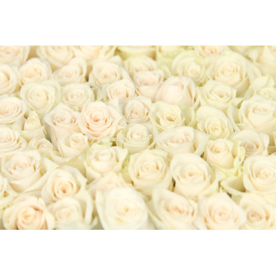 White Rose Background 1 Piece Wrapped Canvas Wall Art