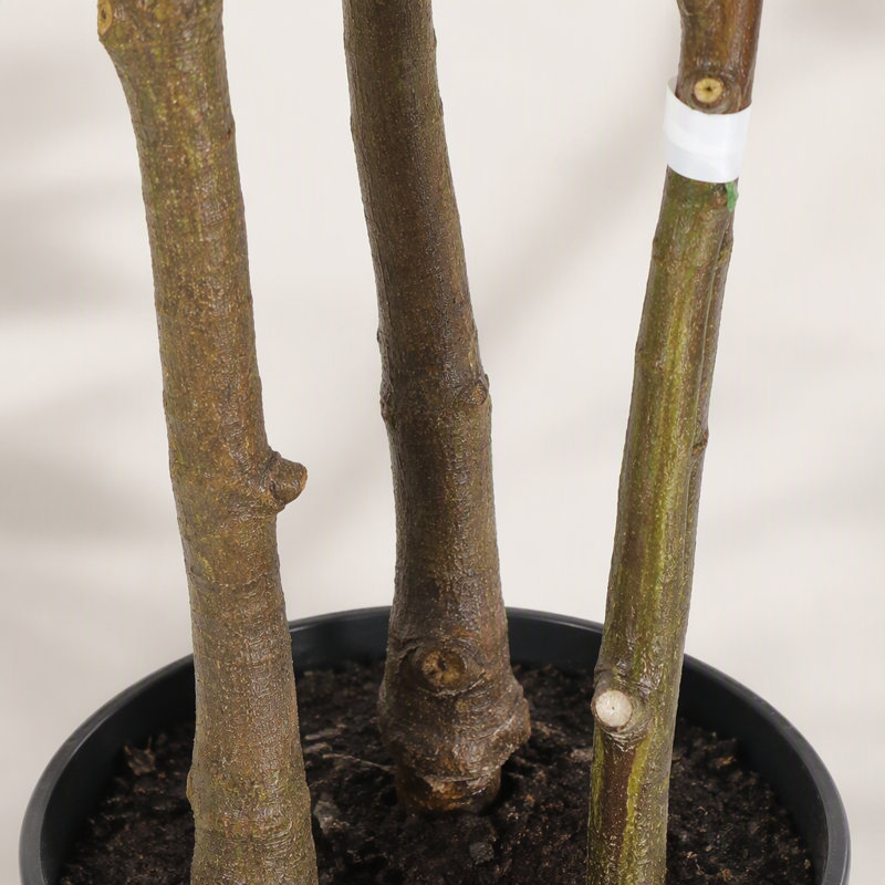 Figuier lyre artificiel de 154 cm avec pot, grande plante d'intérieur artificielle (Ficus lyrata) pour la décoration.