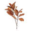 Automne feuille de magnolia