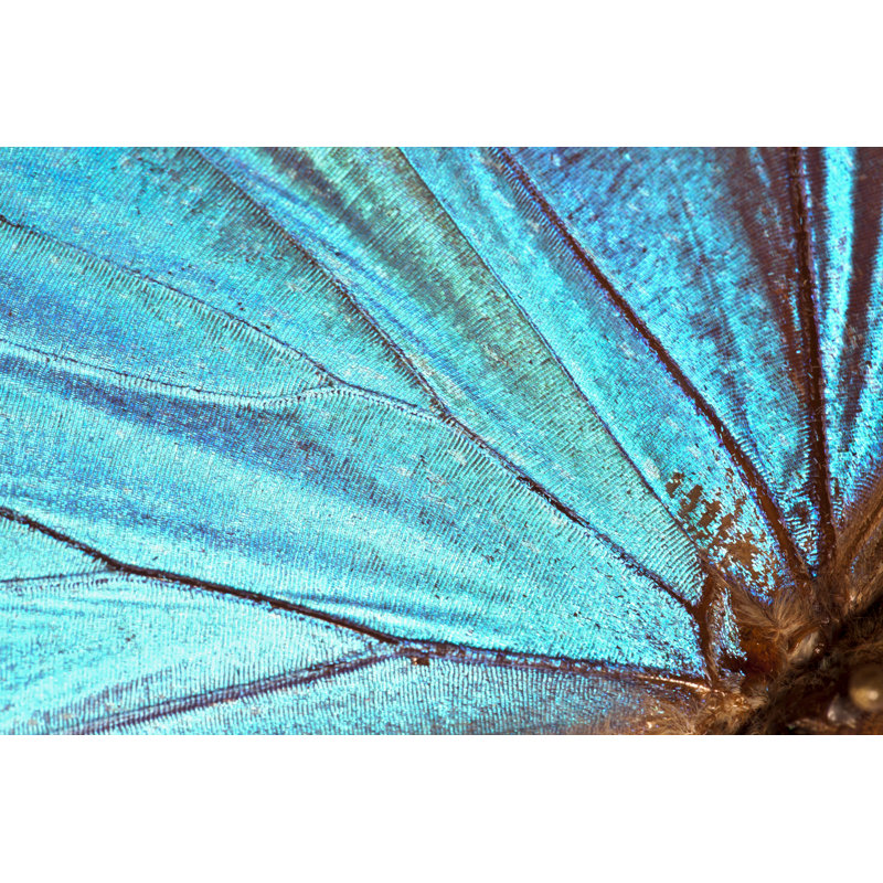 Butterfly wing background 1 Piece Wrapped Canvas Wall Art