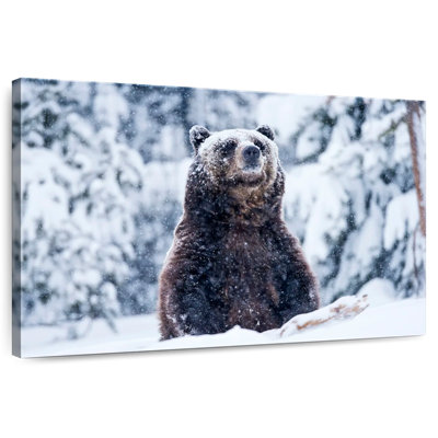 Grizzly Bear In Snow