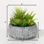 Plante grasse artificielle Darwen