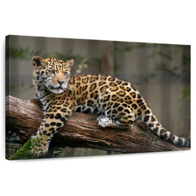 Regard de bébé jaguar Brampt