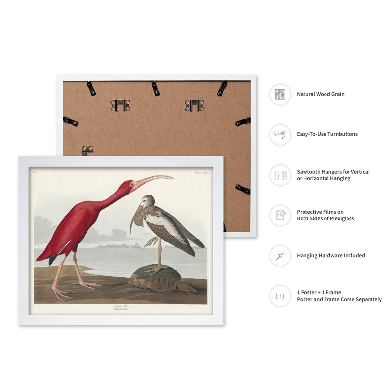 John James Audubon - Écarlate, 08"H x 10"W, Poster, White Framed