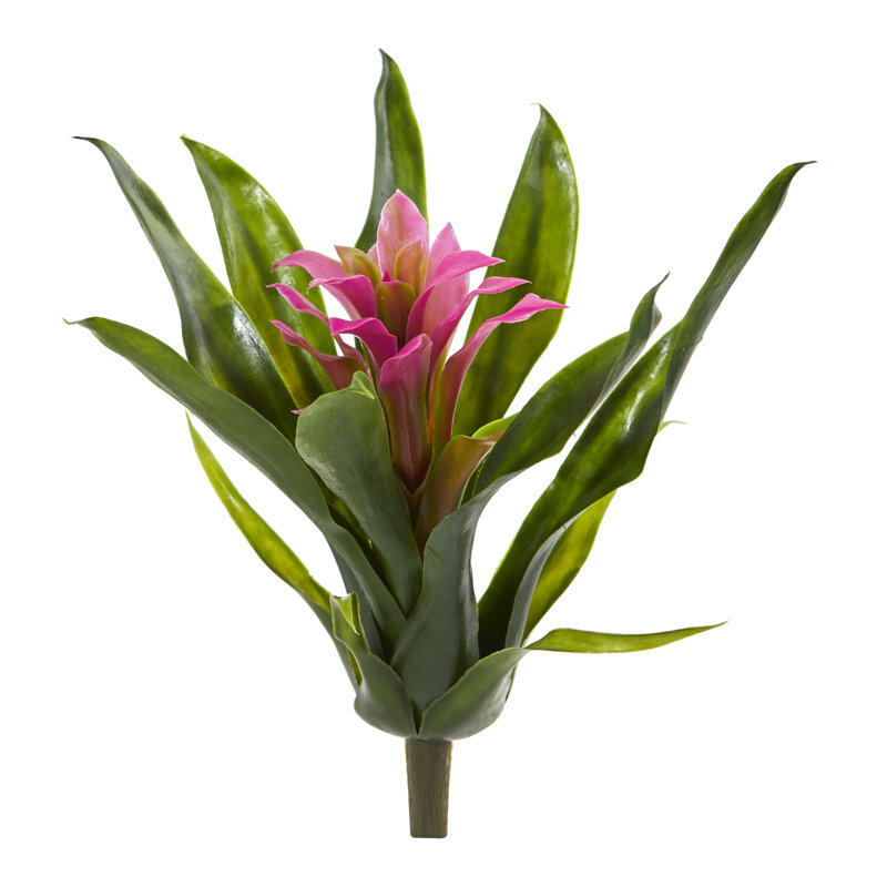 Tiges de bromeliad, Rose