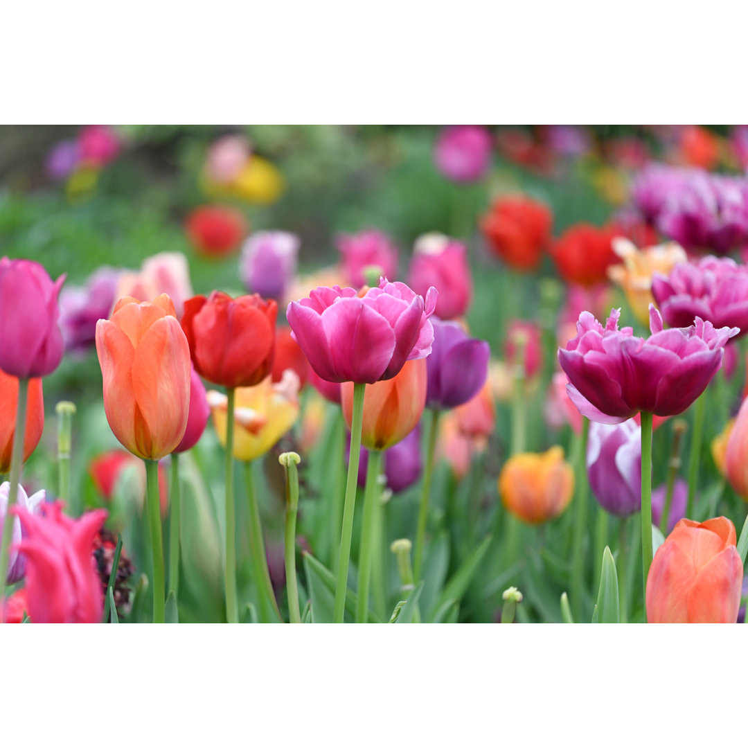 Tulpen