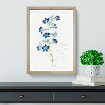 Blue Larkspur Flowers - Framed Print