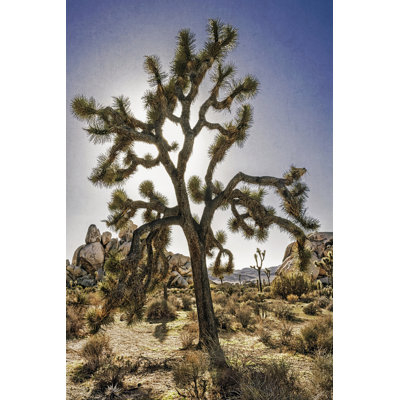 Vue de l'arbre Joshua I