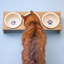 Elevated Feeder
