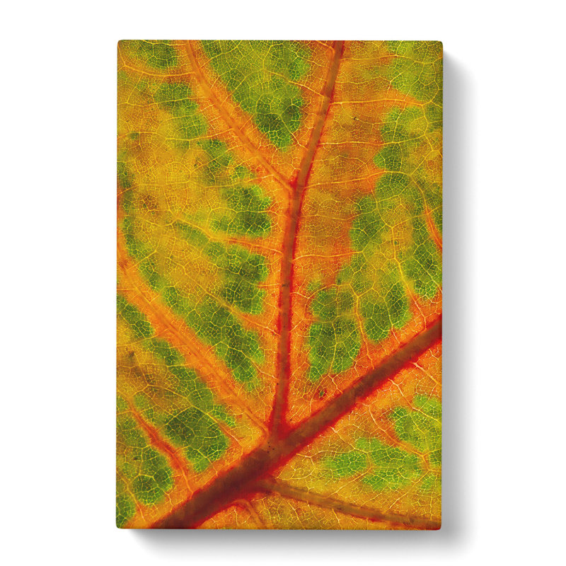 Map Of A Leaf - Wrapped Canvas Print, 91cm H x 60cm W x 3cm D
