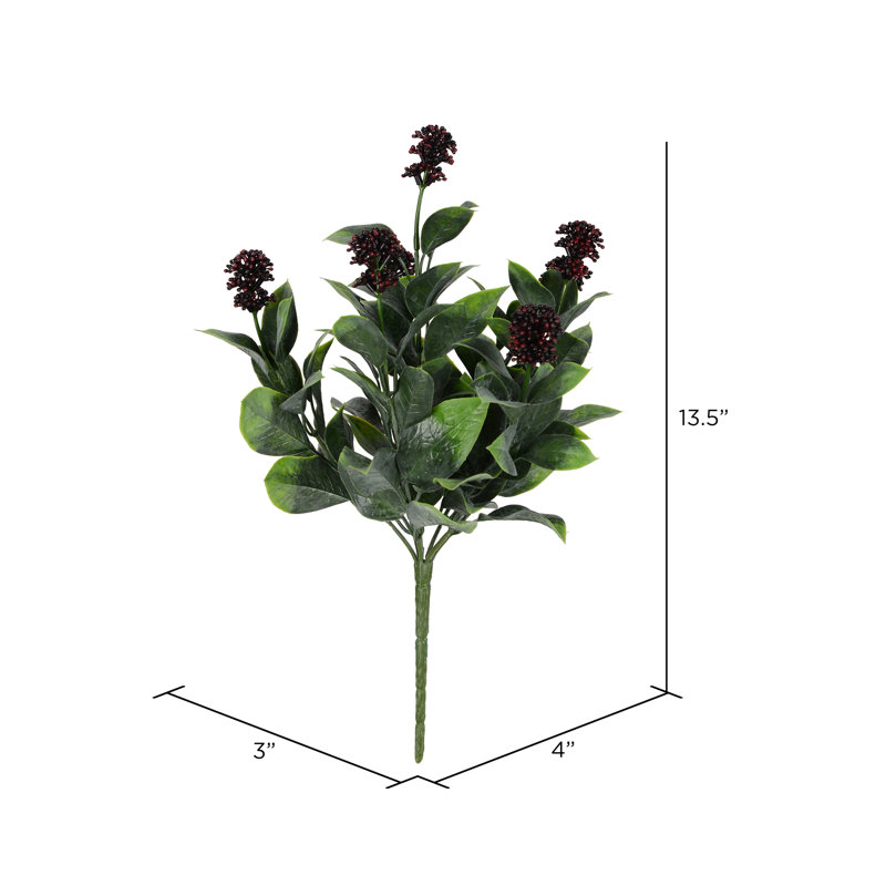 Berry Ficus Bush