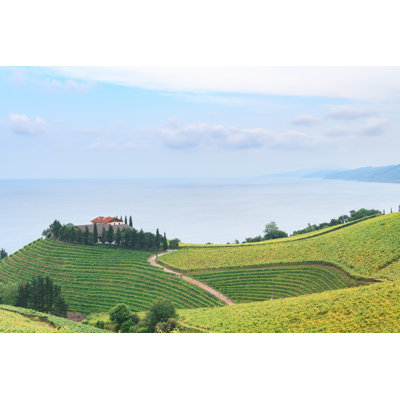 Rolling Vineyard Landscape - Wrapped Canvas Print