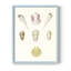 Pastel Knorr Shells I, reproduction encadrée - bois massif-1248163996-1248163997
