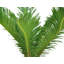 Sago Palm Tree in Ceramic/Wood Planter
