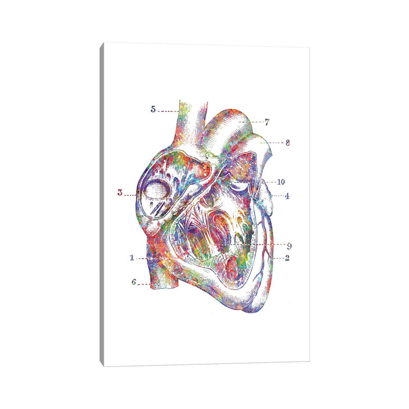 «Heart Cross Section» - Impression, Toile tendue, H 40 po x l 26 po x P 1,5 po