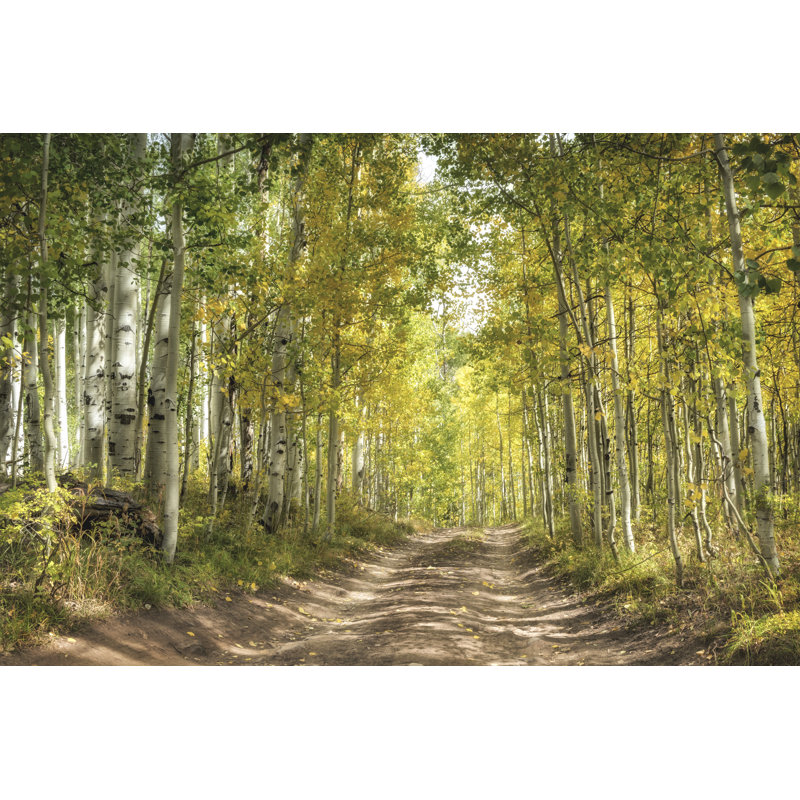 Aspen Drive by Danny Head - Canvas Photograph, Wrapped Canvas, 51cm H x 76cm W