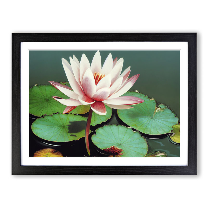 Serene Water Lily Flower - Framed Print, Black, 46cm H x 64cm W x 2cm D