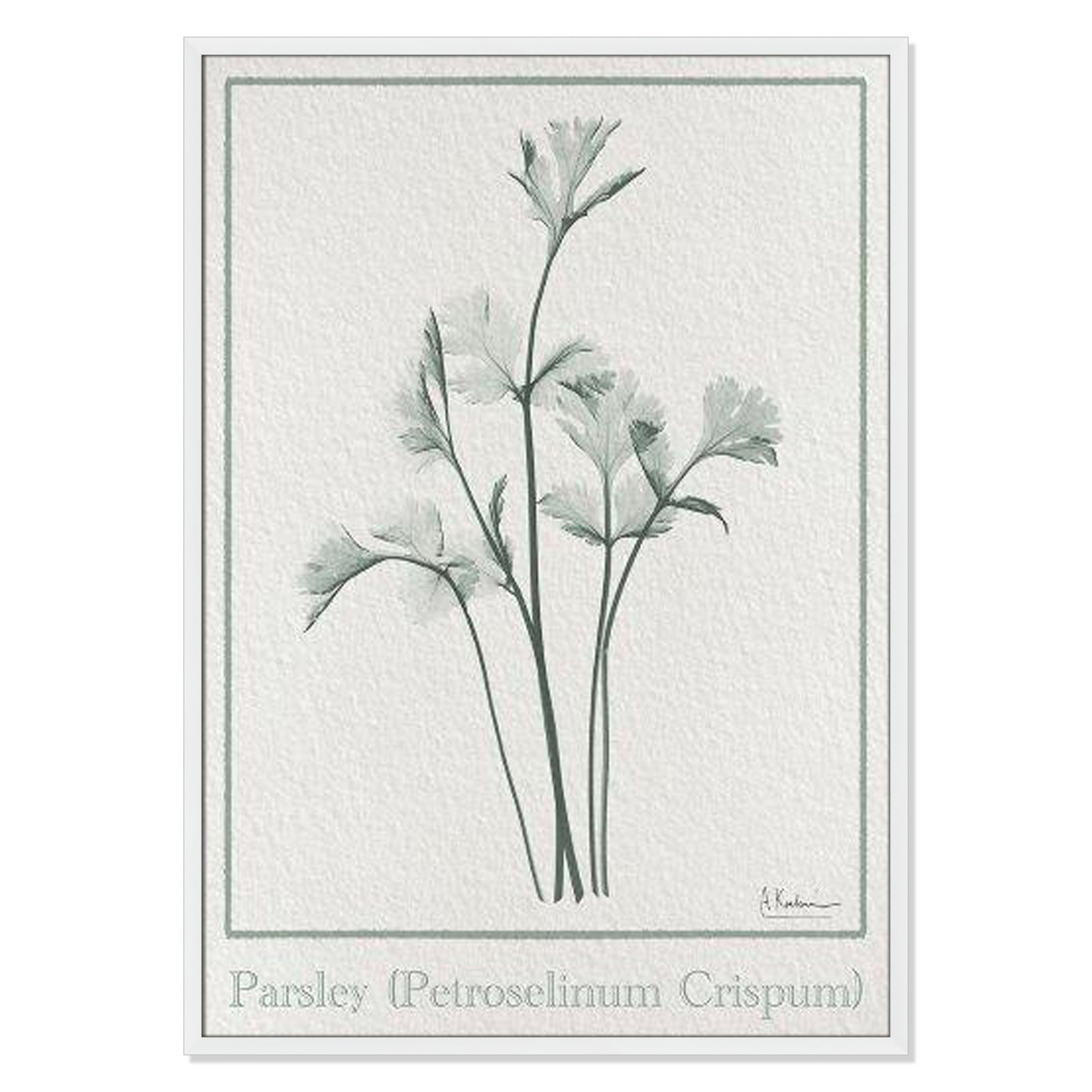 Jeanette "Parsley II" Print by Albert Koetsier, 41.5" H x 29.5" W x 1.25" D, Satin White Framed Paper