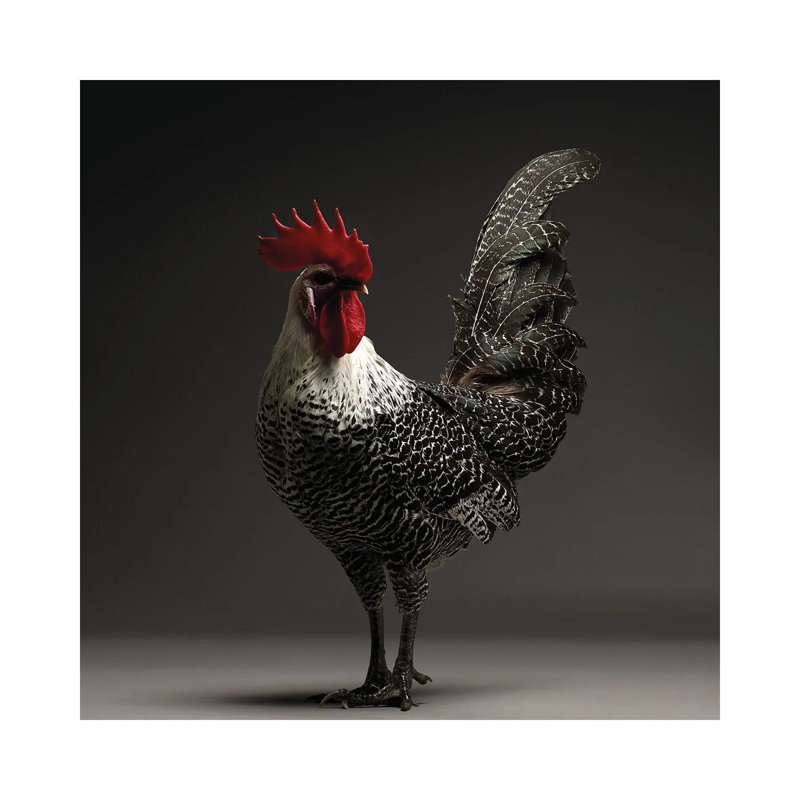 Campine - Wrapped Canvas Print, 93.98 cm H x 93.98 cm W x 3.175 cm D