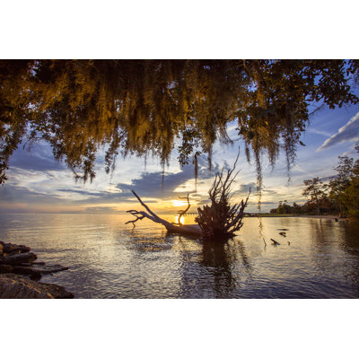 " Glowing Spanish Moss "