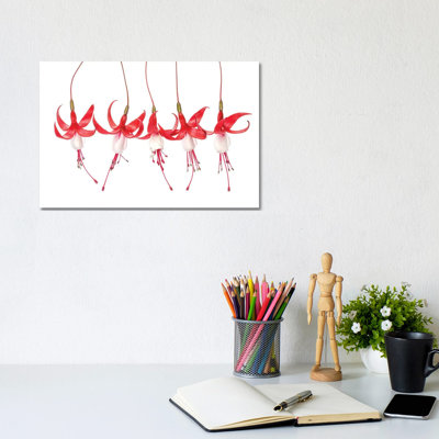 Fuchsia by Mandy Disher - Wrapped Canvas Print