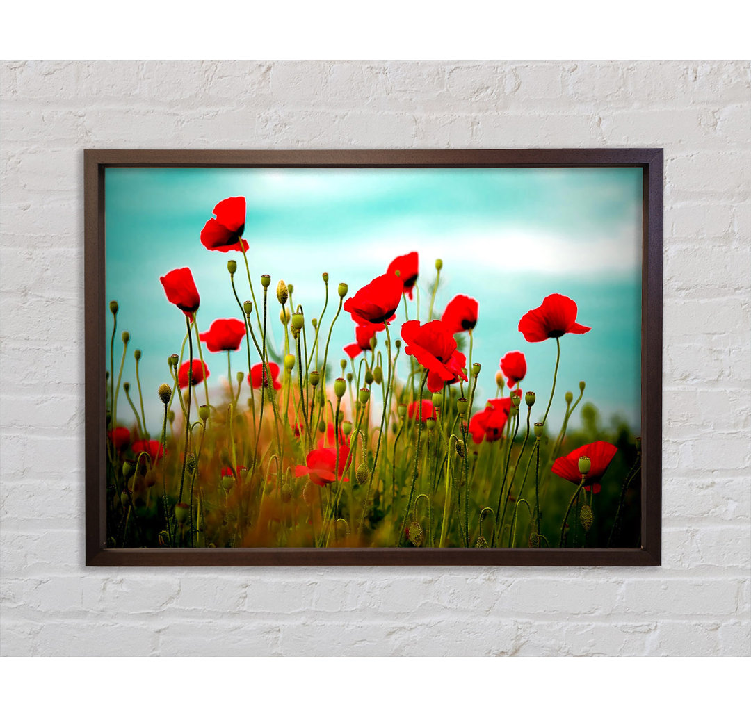 Beautiful Poppy Field Skies - Einzelbildrahmen Kunstdrucke auf Leinwand