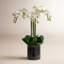 Phalaenopsis Orchid In A Glass Vase