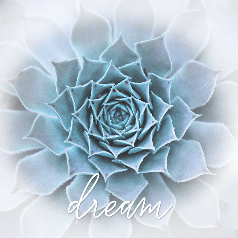 Dream Subtle Succulent - Wrapped Canvas Print, 30cm H x 30cm W x 3.8cm D