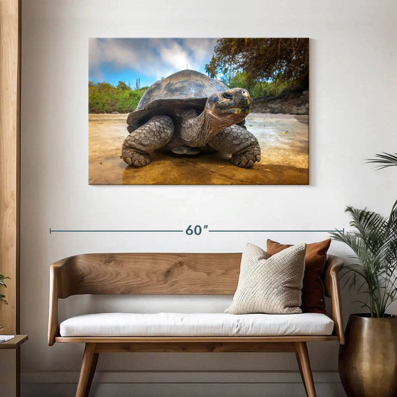 Tortue des Galapagos, H 30 po x l 45 po
