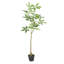 120CHA PACHIRA Macrocarpa artificiel-1366583764