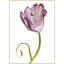 Purple Tulip Print by Lillian August