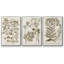Journal botanique sépia I 3 pièces-91891419-91891424