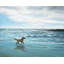 Napperon Dog on the Beach Marine
