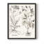 Sépia Besler Botanicals, reproduction d'art encadrée - bois massif-1772959089-1772959100