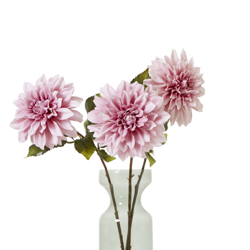 Anastasija Arrangement