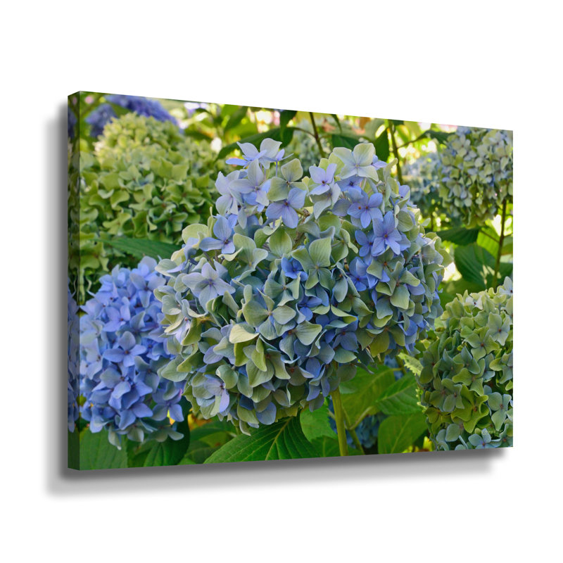 «Blue and Green Hydrangeas» par Kathy Yates - photographie sur toile tendue