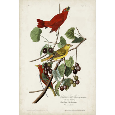 Pl 44, oiseau rouge d'été