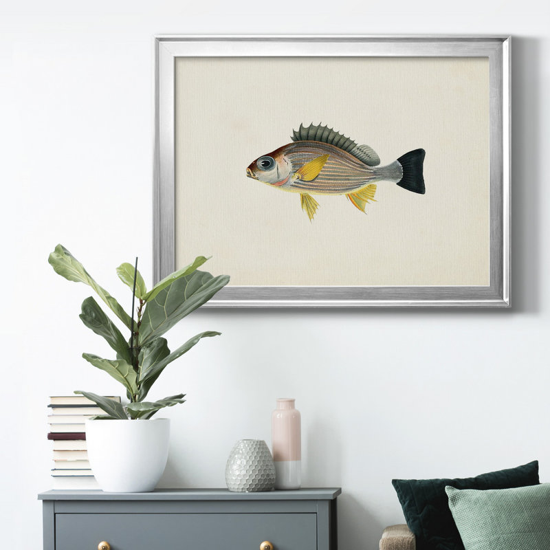 «Tropical Fish Collection III», reproduction encadrée de qualité supérieure - prête à être accrochée, Cadre argenté