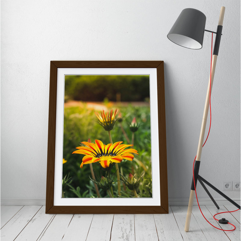 Yellow Gazania Flower by Latitude Run - Single Picture Frame Print on Canvas, 47cm H x 35cm W x 2cm D, Walnut