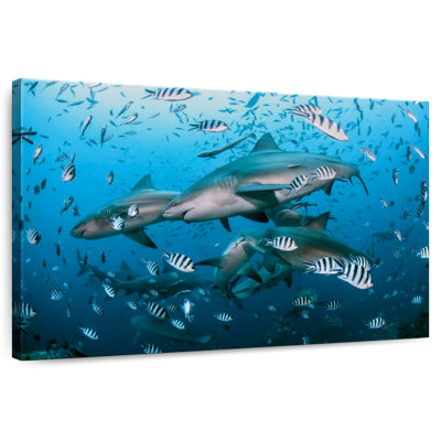 Aletra Beqa Lagoon Sharks
