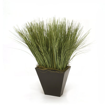 Herbe d'oignon en pot 22 po