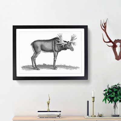 An Elk In Black And White by George Shaw - Single Picture Frame Print