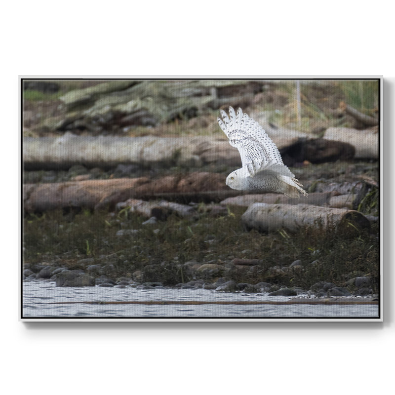 «Solo Flight», reproduction d'art sur toile, Blanc, H 27 po x l 41 po x P 2 po