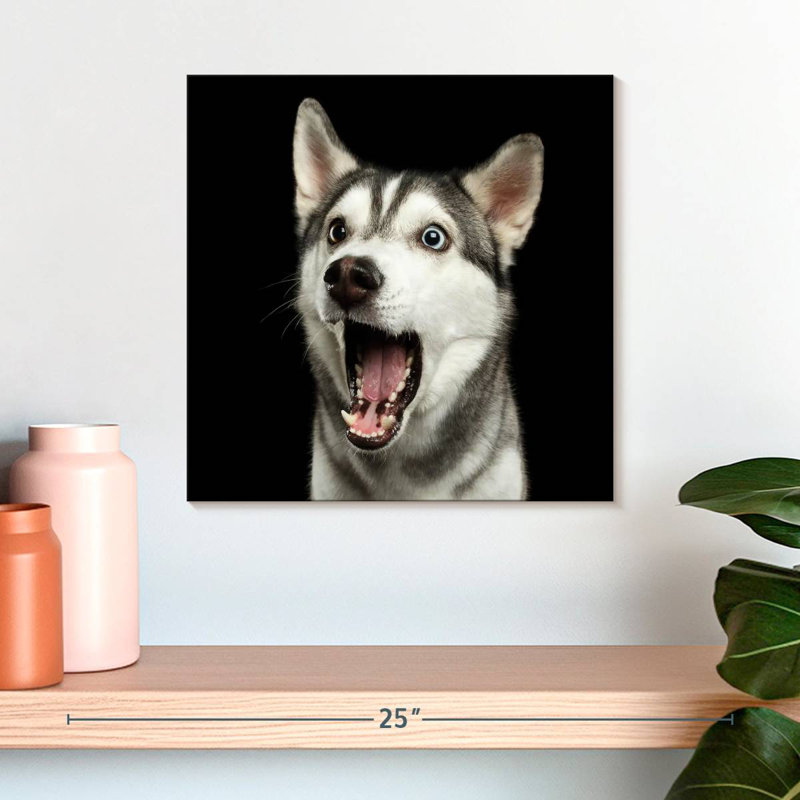 Brampt Surprised Siberian Husky, 16" H x 16" W